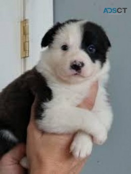 male and female Border Collie pups.