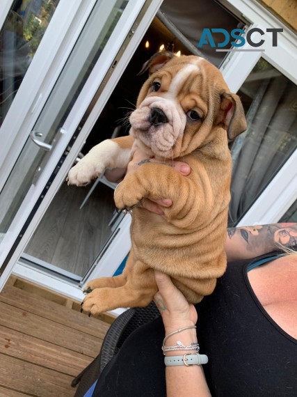 English Bulldog puppies for sale 