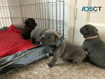 Adorable Staffordshire Bull Terrier Pups