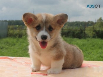 Beautiful Pembroke Welsh Corgi puppies f