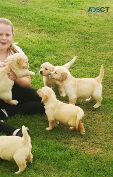 Gorgeous Golden Retriever puppies