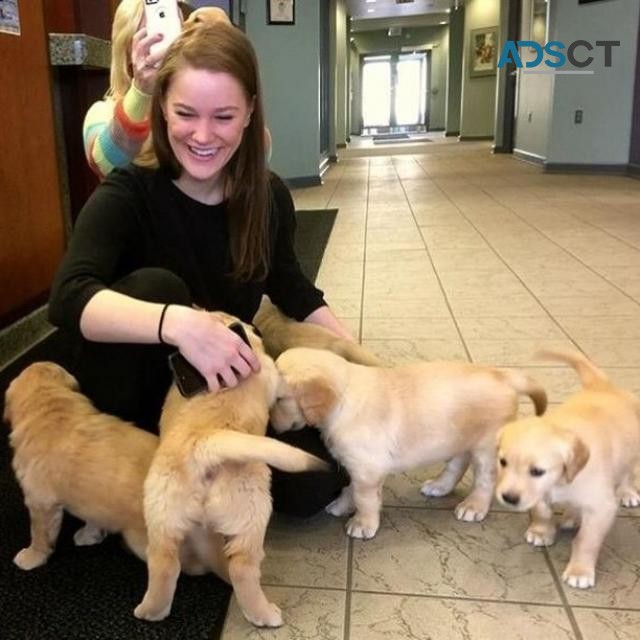 Gorgeous Golden Retriever puppies