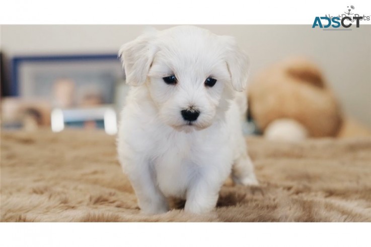 Adorable Maltese puppies