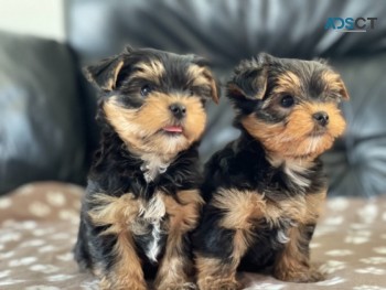 Yorkshire Terrier Puppies