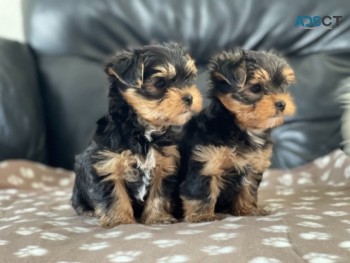 Yorkshire Terrier Puppies