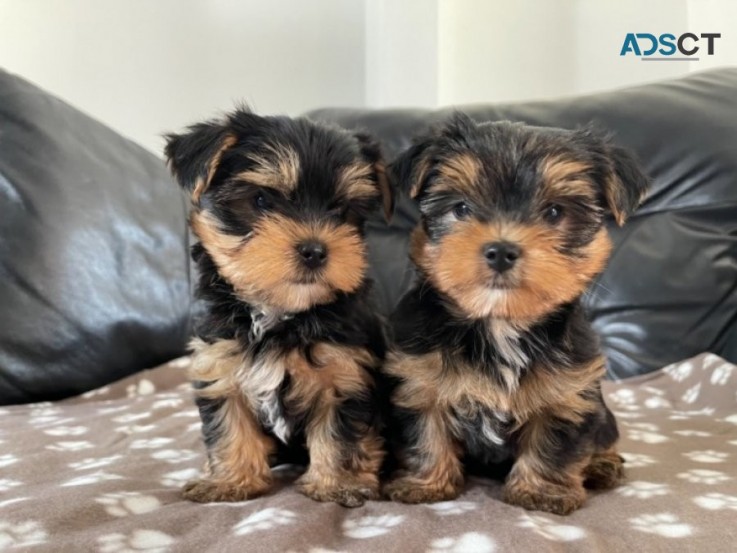 Yorkshire Terrier Puppies