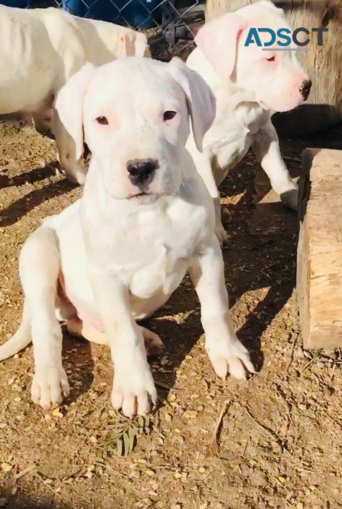 Dogo argantin puppies for sale