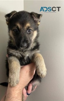 German Shepherd Puppies