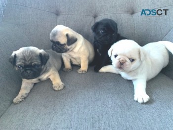 Pug  Puppies