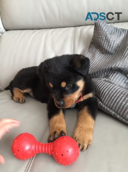 Rottweiler Pup