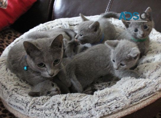 Russian Blue Kittens 