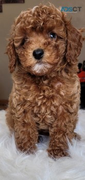 Toy poodle puppies for sale 