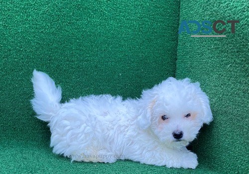 Toy poodle puppies for sale 