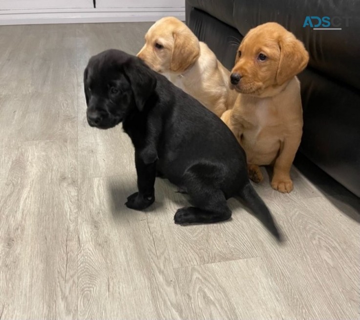 Labrador Retriever puppies