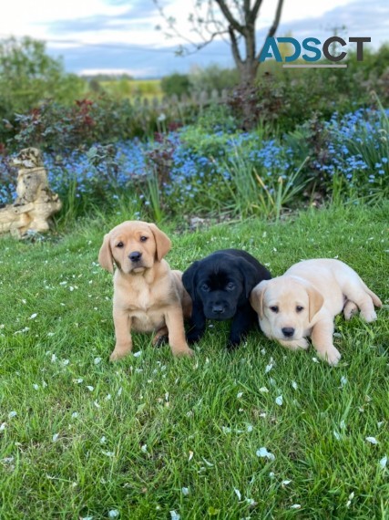 Labrador Pups