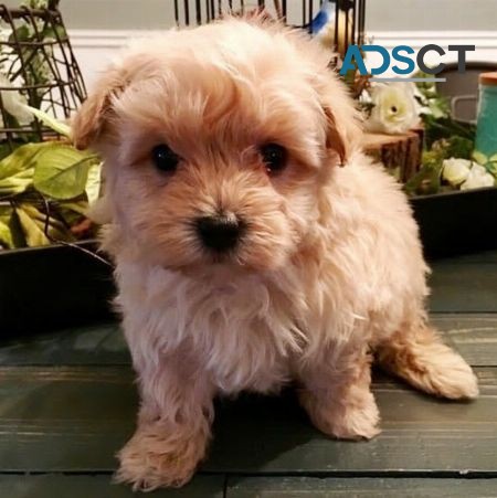 Beautiful Maltipoo Pups