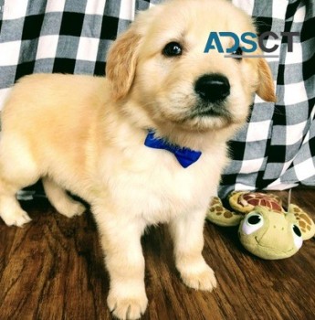 golden retriever puppies for good homes 