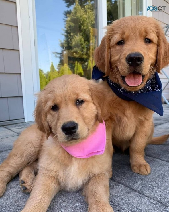 golden retriever puppies for good homes 