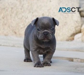 French Bulldog Puppies For sale