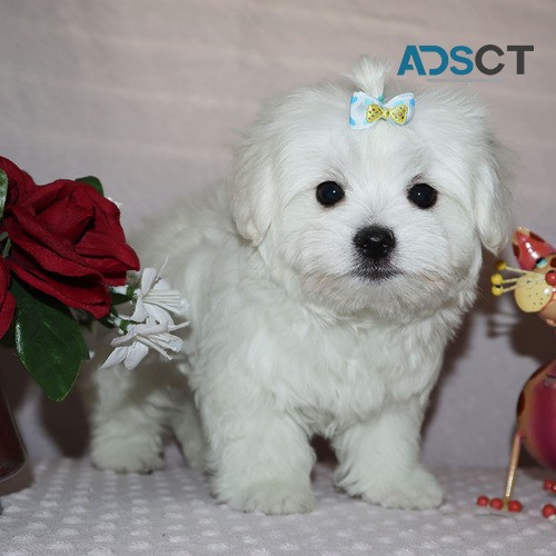 maltese puppies for sale