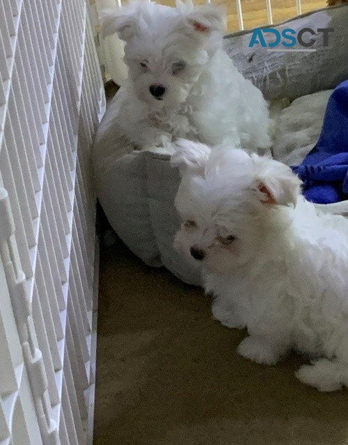 maltese puppies for sale