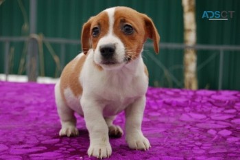 Beautiful Jack Russell Terrier puppies f