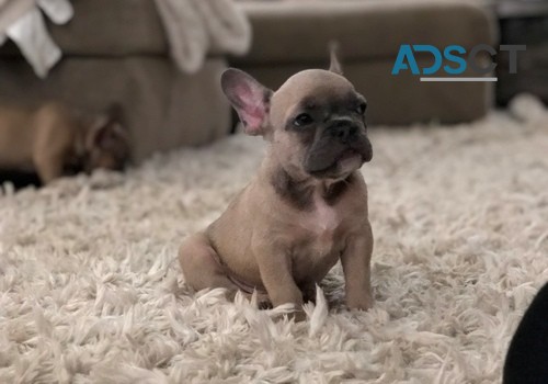 French Bulldog puppies for sale