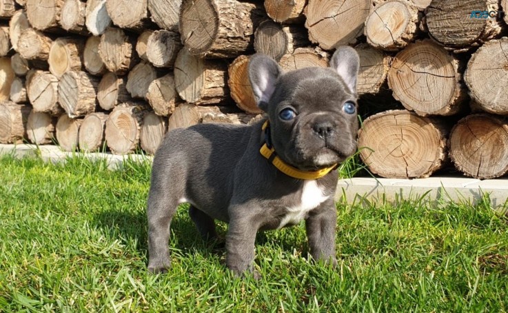 French Bulldog puppies for sale