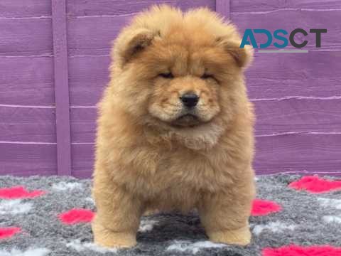 Top Quality Chow Chow Pups Ready Now