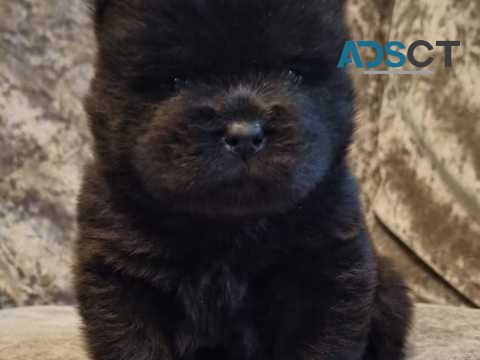 Beautiful black chow chow