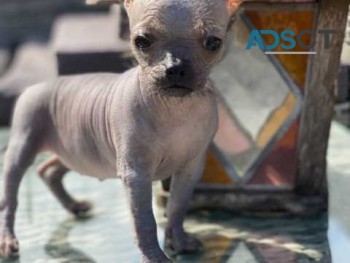 Chinese Crested puppies  for new homes 