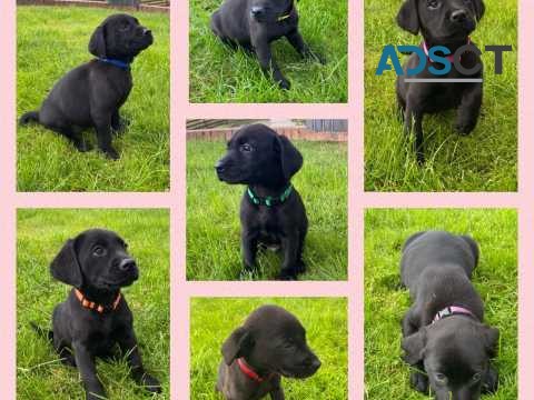 Stunning Pure Black Kc Labrador Pups