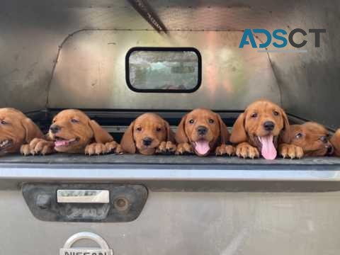 Fox Red Labrador Pups