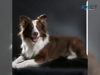   **ready Now** Stunning Border Collie P