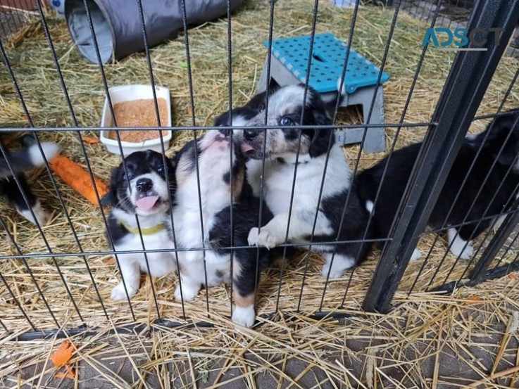   **ready Now** Stunning Border Collie P