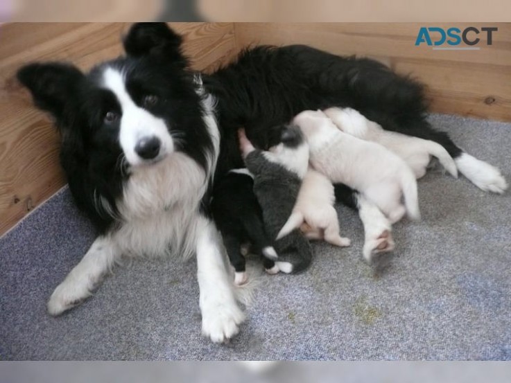   **ready Now** Stunning Border Collie P