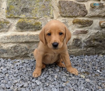 Labrador Retriever    Puppies For Sale