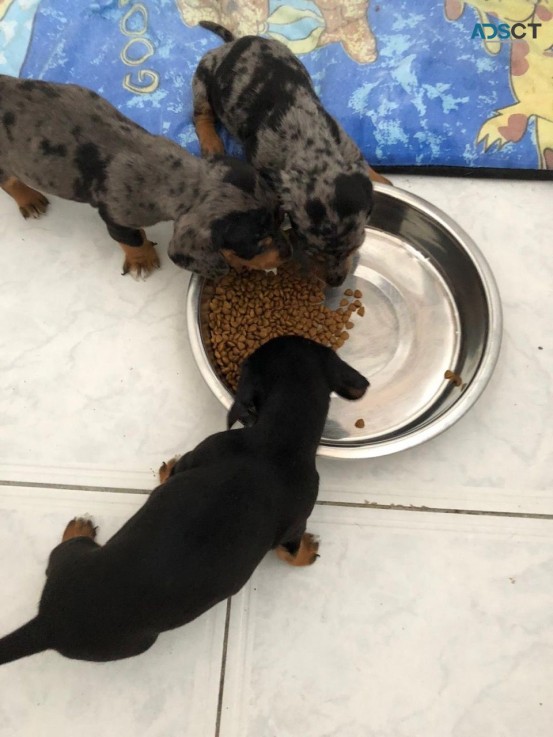 Shorthair Dachshund  Pups 