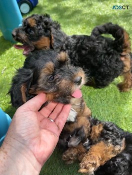 2 Yorkshire Terrier Puppies For Sale