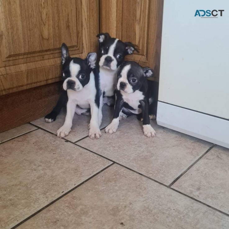 Blue Boston Terrier Puppies