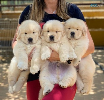 Golden retriever puppies for good homes