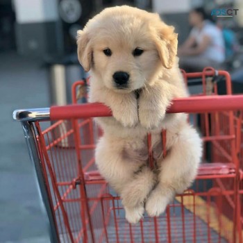 Adorable Golden retriever ups