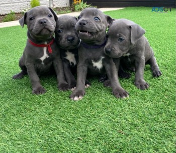 Stafford Bull Terrier Pups for rehoming