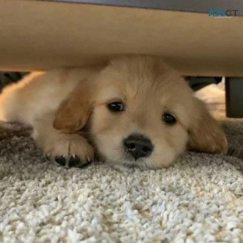 Golden retriever puppies for kids