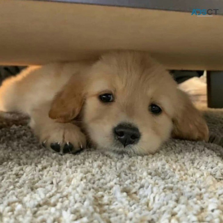 Golden retriever puppies for kids