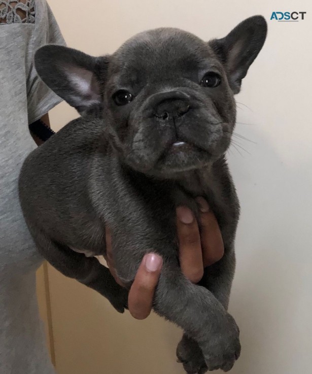 French Bulldog Puppies 