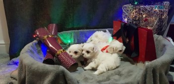 2 Beautifully Kc Maltese Male Puppies 