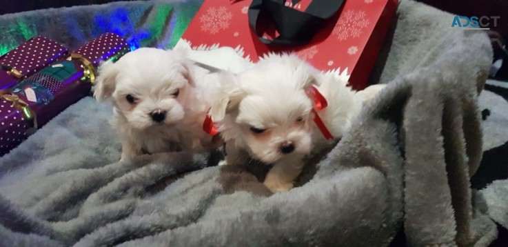 2 Beautifully Kc Maltese Male Puppies 