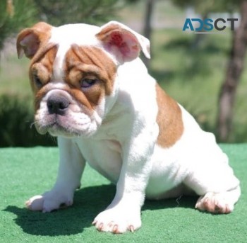 English Bulldog puppies for sale