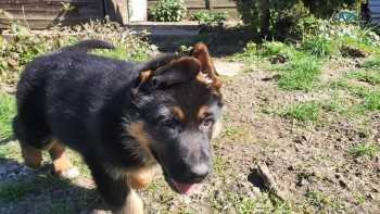 German Shepherd Puppies  